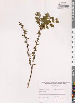 MAG 0023079