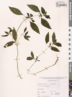 MAG 0022976