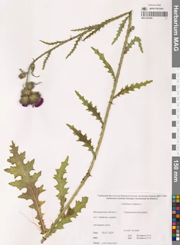 MAG 0022982