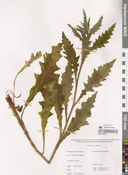 MAG 0022983