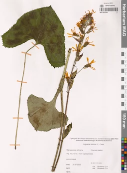 MAG 0022984