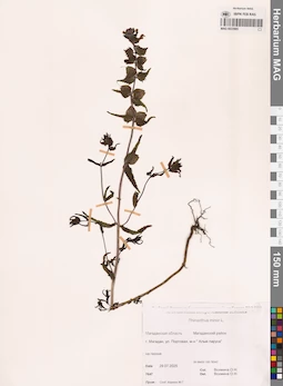 MAG 0022985