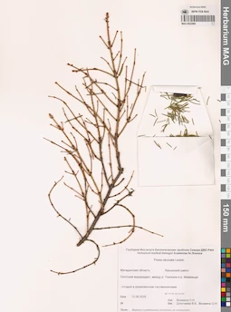 MAG 0022986