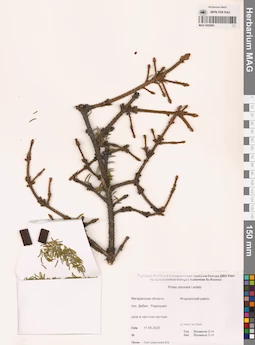 MAG 0022991