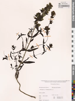 MAG 0022992