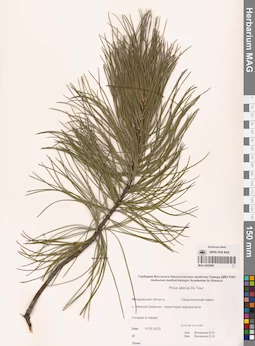 MAG 0022995