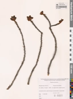 MAG 0023026