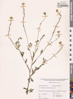 MAG 0022997