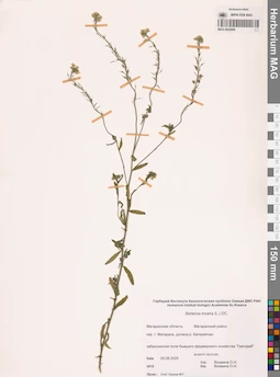 MAG 0022998