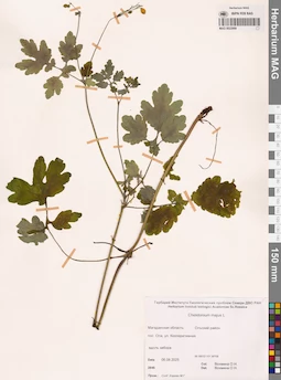 MAG 0022999