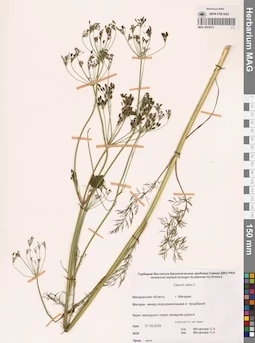 MAG 0023012