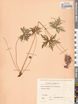 MAG 0022042