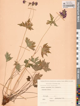 MAG 0022043