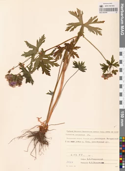 MAG 0022048