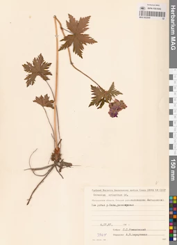 MAG 0022049