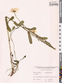 MAG 0012505