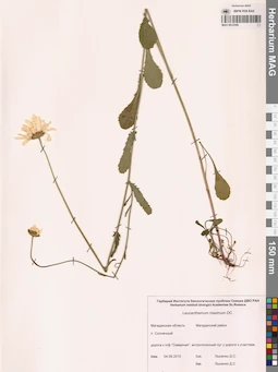 MAG 0012506