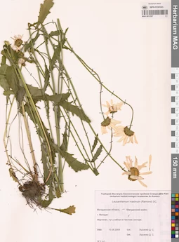 MAG 0012507