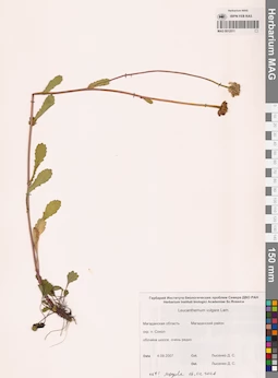 MAG 0012511