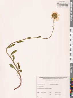 MAG 0012512