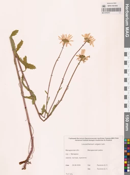 MAG 0012513