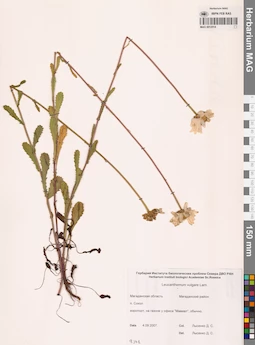 MAG 0012514