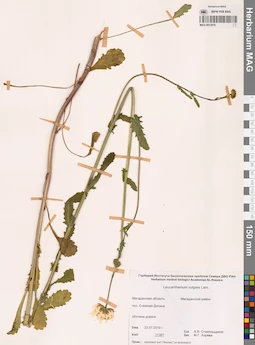 MAG 0012516