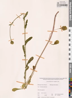 MAG 0012517