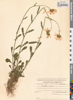 MAG 0012518