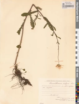MAG 0012519