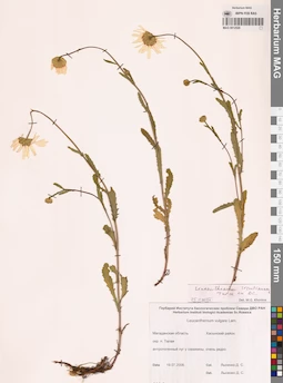 MAG 0012520
