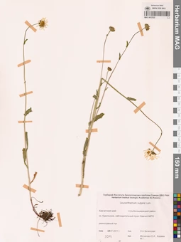 MAG 0012522