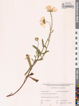 MAG 0012523