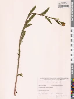 MAG 0012524