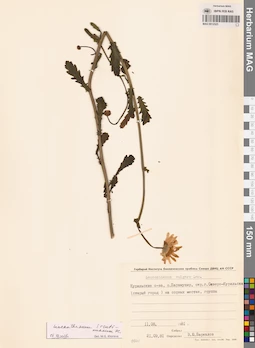 MAG 0012525