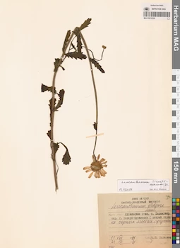 MAG 0012526