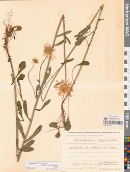 MAG 0012527