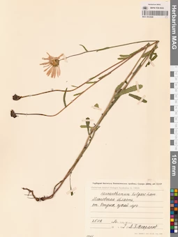 MAG 0012528