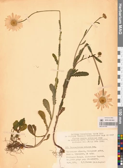 MAG 0012529