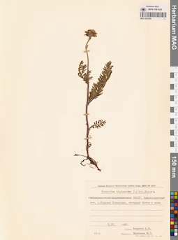 MAG 0023084