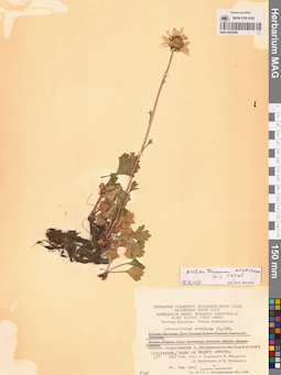 MAG 0023086