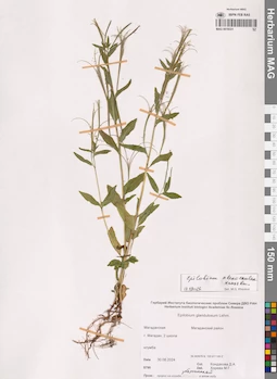 MAG 0019331