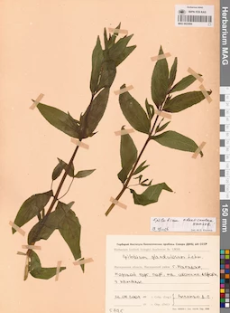 MAG 0023094
