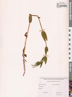 MAG 0023108