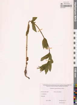 MAG 0023109