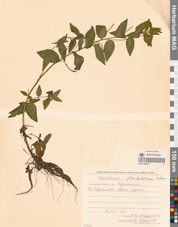 MAG 0023110