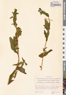 MAG 0023112