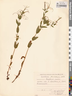 MAG 0023119