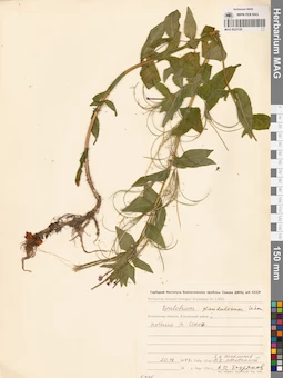 MAG 0023120