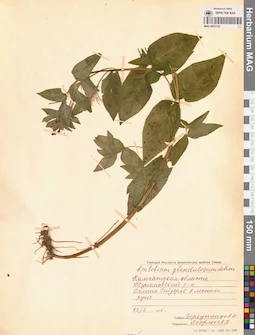 MAG 0023122
